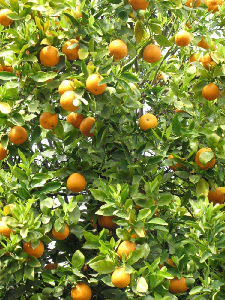              Sun leaves (Riverside, CA)       